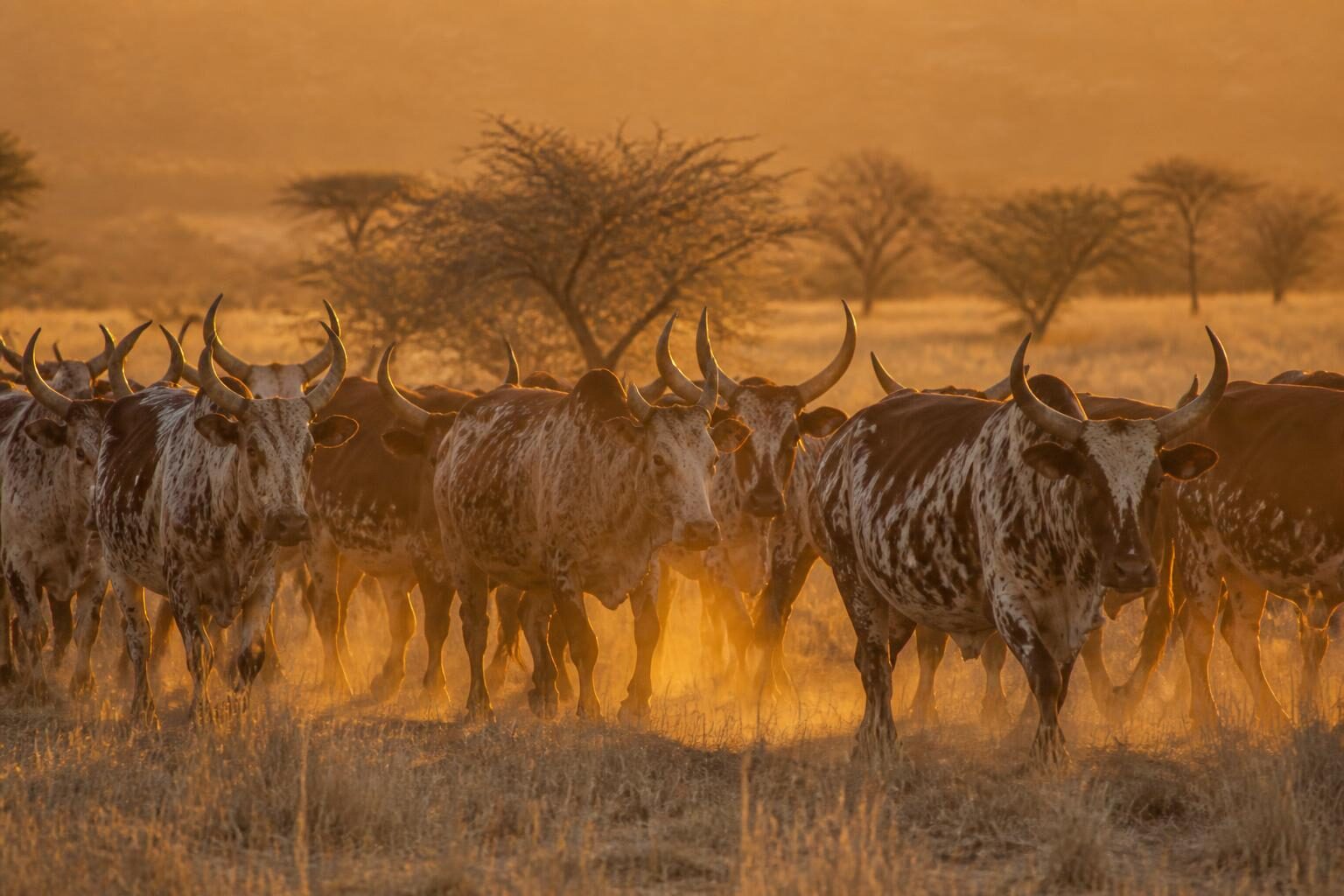 Cattle herd at golden hour on Namibian rangeland